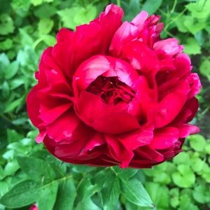 Meet your Posher, Giada